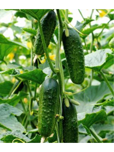 Огірок "Бджілка F1" ТМ "GL Seeds" 10 шт.