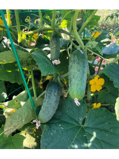 Огірок "Секрет фірми F1" ТМ "GL Seeds" 10 шт.