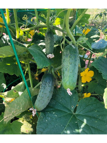 Огірок "Секрет фірми F1" ТМ "GL Seeds" 10 шт.