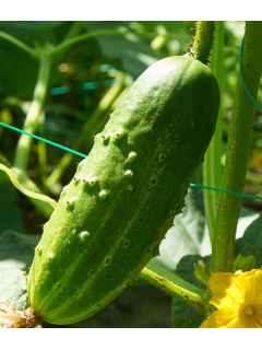 Огірок "Веселі метелики" ТМ "GL Seeds" 0,5 г