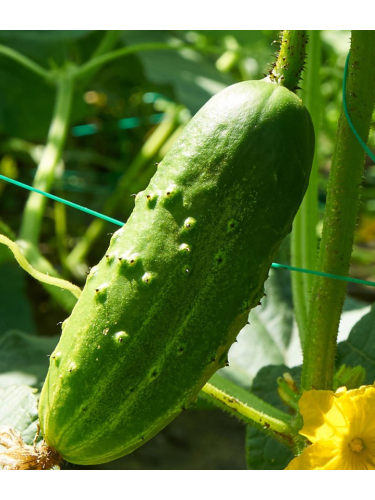 Огірок "Веселі метелики" ТМ "GL Seeds" 0,5 г