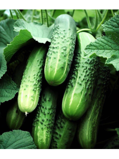 Огірок "Закуска" ТМ "GL Seeds" 0,5 г.