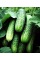 Огірок "Закуска" ТМ "GL Seeds" 0,5 г.
