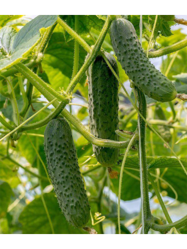Огурец "Засолочный-65" ТМ "GL Seeds" 1 г.