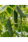 Огурец "Засолочный-65" ТМ "GL Seeds" 1 г.