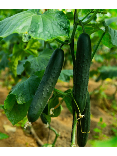 Огірок "Зозуля F1" ТМ "GL Seeds" 10 шт.