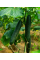 Огірок "Зозуля F1" ТМ "GL Seeds" 10 шт.