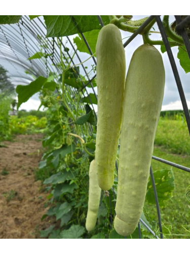 Огірок "Білий делікатес" ТМ "GL Seeds" 0,5 г