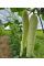 Огурец "Белый деликатес" ТМ "GL Seeds" 0,5г