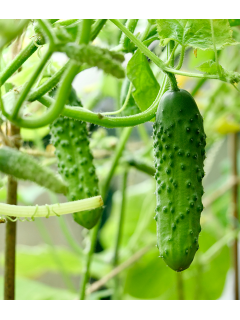 Огурец "Дедушка внучка F1" ТМ "GL Seeds" 0,5г.