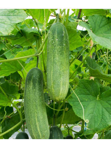 Огурец "Кустяной" ТМ "GL Seeds" 5 г.