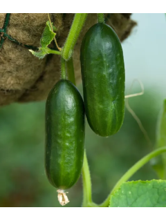 Огірок "Малюк" ТМ "GL Seeds" 5 г.
