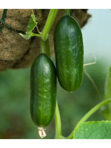 Огурец "Малыш" ТМ "GL Seeds" 5 г.