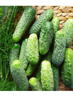 Огірок "Степовий" ТМ "GL Seeds" 5 г.