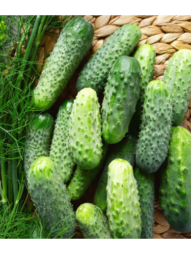 Огурец "Степной" ТМ "GL Seeds" 5 г.