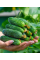 Огірок "Вересень" ТМ "GL Seeds" 5 г.