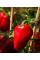 Перец сладкий "Подар Молдовы" ТМ "GL Seeds" 3 г.