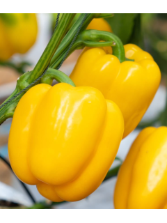 Перець солодкий "Каліфорнійське диво жовте" ТМ "GL Seeds" 0,25 г.