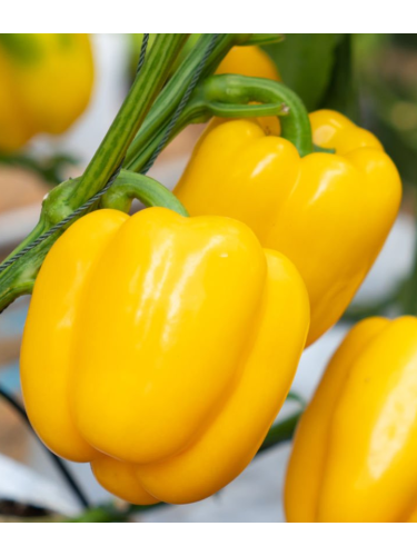 Перець солодкий "Каліфорнійське диво жовте" ТМ "GL Seeds" 0,25 г.