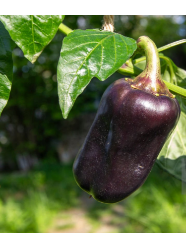 Перець солодкий "Чорний куб" ТМ "GL Seeds" 0,15 г.