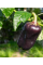 Перець солодкий "Чорний куб" ТМ "GL Seeds" 0,15 г.