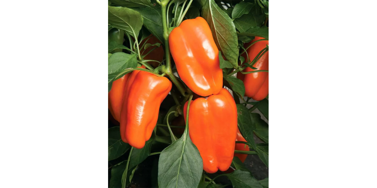 Перець солодкий "Альба" ТМ "GL Seeds" 0,25 г.