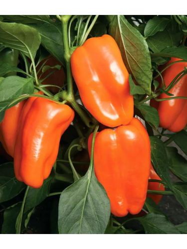 Перец сладкий "Альба" ТМ "GL Seeds" 0,25г.