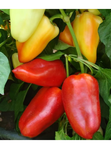 Перець солодкий "Алексій" ТМ "GL Seeds" 0,25 г.