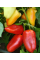 Перец сладкий "Алексей" ТМ "GL Seeds" 0,25г.