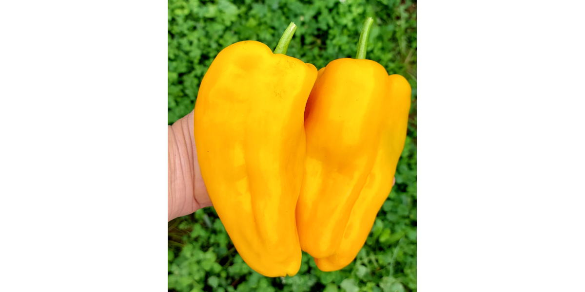 Перець солодкий "Австралієць" ТМ "GL Seeds" 0,25 г.