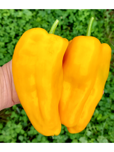 Перець солодкий "Австралієць" ТМ "GL Seeds" 0,25 г.