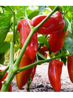 Перець солодкий "Айвенго" ТМ "GL Seeds" 0,25 г.