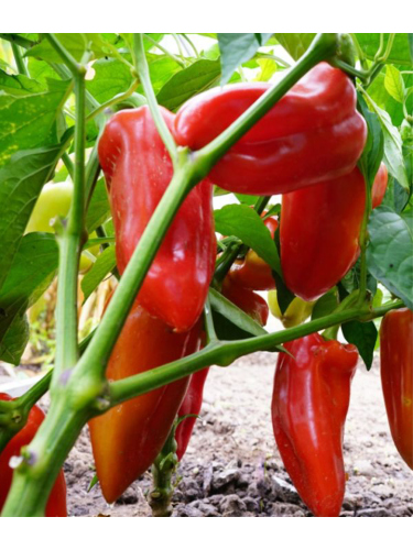 Перець солодкий "Айвенго" ТМ "GL Seeds" 0,25 г.