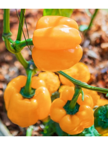 Перец сладкий "Бег Мама" ТМ "GL Seeds" 0,25г.