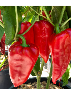 Перець солодкий "Букет Сходу" ТМ "GL Seeds" 0,25 г.