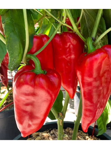 Перец сладкий "Букет Востока" ТМ "GL Seeds" 0,25г.