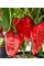 Перець солодкий "Букет Сходу" ТМ "GL Seeds" 0,25 г.