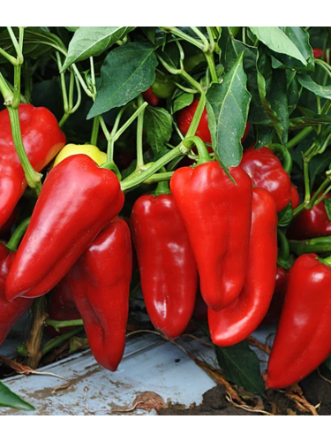 Перець солодкий "Для гриля" ТМ "GL Seeds" 0,25 г.