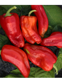 Перець солодкий "Волове вухо" ТМ "GL Seeds" 0,25 г.