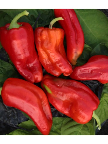 Перец сладкий "Воловое ухо" ТМ "GL Seeds" 0,25г.