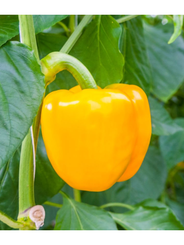Перець солодкий "Золота діжка" ТМ "GL Seeds" 0,25 г.