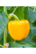 Перець солодкий "Золота діжка" ТМ "GL Seeds" 0,25 г.