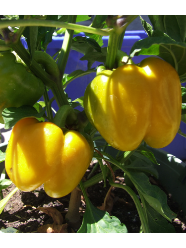 Перец сладкий "Звезда востока желтая" ТМ "GL Seeds" 0,25г.