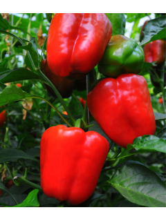 Перець солодкий "Фаршировочний" ТМ "GL Seeds" 0,25 г.