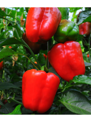 Перець солодкий "Фаршировочний" ТМ "GL Seeds" 0,25 г.