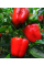 Перец сладкий "Фаршировочный" ТМ "GL Seeds" 0,25г.