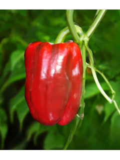 Перець солодкий "Червоний гігант" ТМ "GL Seeds" 0,25 г.