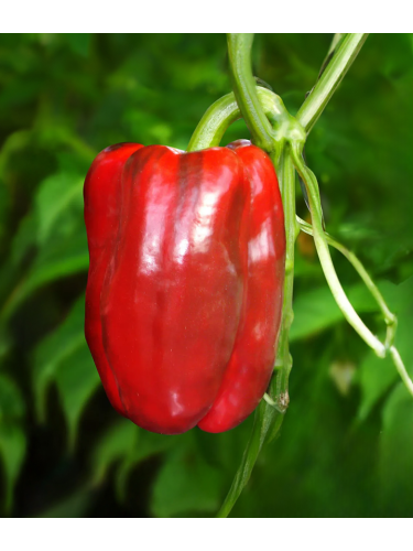 Перець солодкий "Червоний гігант" ТМ "GL Seeds" 0,25 г.