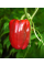 Перец сладкий "Красный гигант" ТМ "GL Seeds" 0,25г.