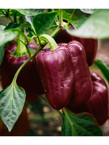 Перец сладкий "Лайлак белл" ТМ "GL Seeds" 0,25г.